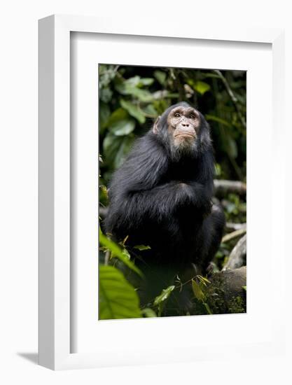 Africa, Uganda, Kibale National Park. Young male chimpanzee.-Kristin Mosher-Framed Photographic Print