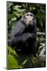 Africa, Uganda, Kibale National Park. Young male chimpanzee.-Kristin Mosher-Mounted Photographic Print