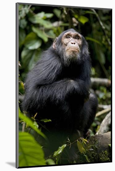 Africa, Uganda, Kibale National Park. Young male chimpanzee.-Kristin Mosher-Mounted Photographic Print