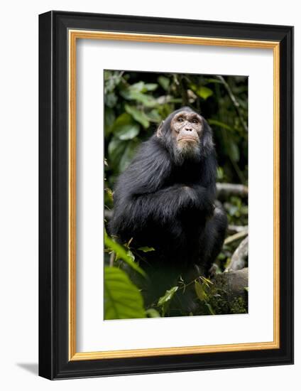 Africa, Uganda, Kibale National Park. Young male chimpanzee.-Kristin Mosher-Framed Photographic Print