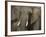 Africa, Zambia. Close-Up Front View of Elephant-Jaynes Gallery-Framed Photographic Print