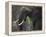 Africa, Zambia. Close-Up of Elephant Eating Grass-Jaynes Gallery-Framed Premier Image Canvas