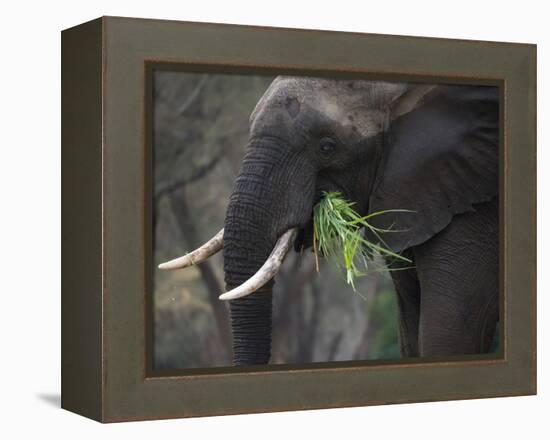 Africa, Zambia. Close-Up of Elephant Eating Grass-Jaynes Gallery-Framed Premier Image Canvas