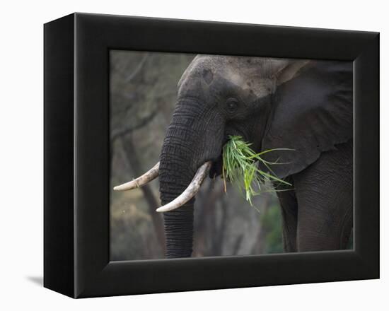 Africa, Zambia. Close-Up of Elephant Eating Grass-Jaynes Gallery-Framed Premier Image Canvas