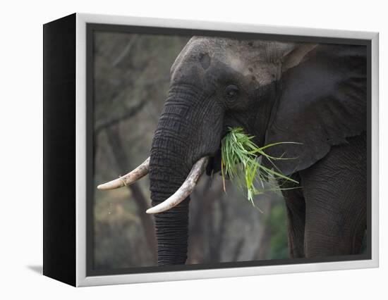 Africa, Zambia. Close-Up of Elephant Eating Grass-Jaynes Gallery-Framed Premier Image Canvas