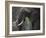 Africa, Zambia. Close-Up of Elephant Eating Grass-Jaynes Gallery-Framed Photographic Print