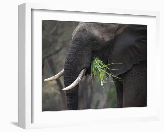Africa, Zambia. Close-Up of Elephant Eating Grass-Jaynes Gallery-Framed Photographic Print