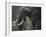 Africa, Zambia. Close-Up of Elephant Eating Grass-Jaynes Gallery-Framed Photographic Print