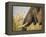 Africa, Zambia. Close-Up of Elephant Eating-Jaynes Gallery-Framed Premier Image Canvas