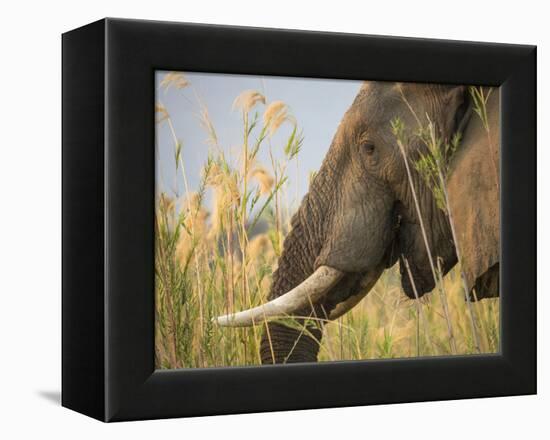 Africa, Zambia. Close-Up of Elephant Eating-Jaynes Gallery-Framed Premier Image Canvas