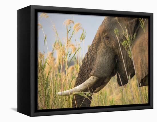 Africa, Zambia. Close-Up of Elephant Eating-Jaynes Gallery-Framed Premier Image Canvas
