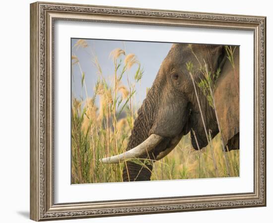 Africa, Zambia. Close-Up of Elephant Eating-Jaynes Gallery-Framed Photographic Print
