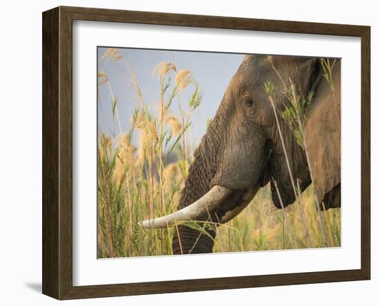 Africa, Zambia. Close-Up of Elephant Eating-Jaynes Gallery-Framed Photographic Print