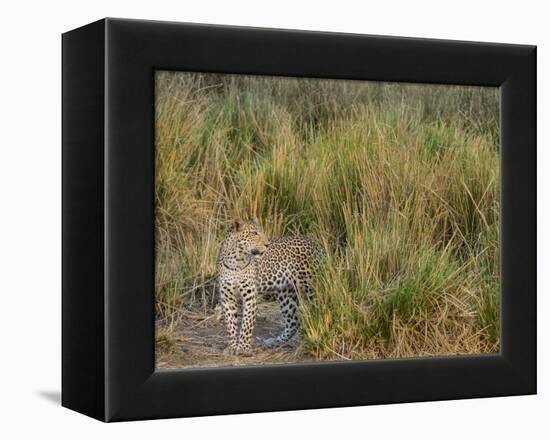 Africa, Zambia. Close-Up of Leopard Standing in Grass-Jaynes Gallery-Framed Premier Image Canvas