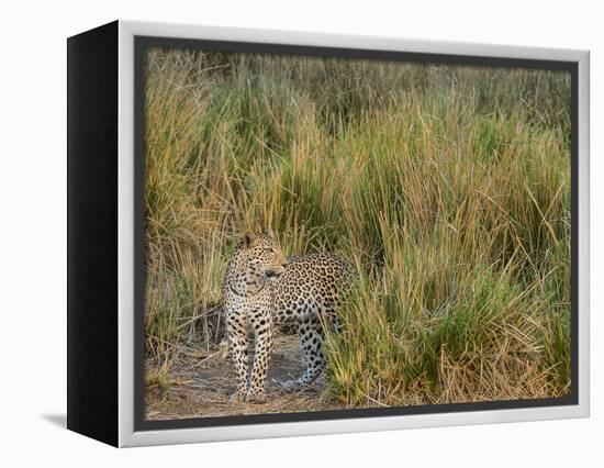 Africa, Zambia. Close-Up of Leopard Standing in Grass-Jaynes Gallery-Framed Premier Image Canvas