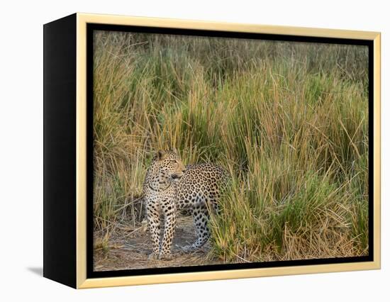 Africa, Zambia. Close-Up of Leopard Standing in Grass-Jaynes Gallery-Framed Premier Image Canvas