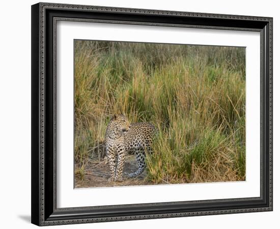 Africa, Zambia. Close-Up of Leopard Standing in Grass-Jaynes Gallery-Framed Photographic Print