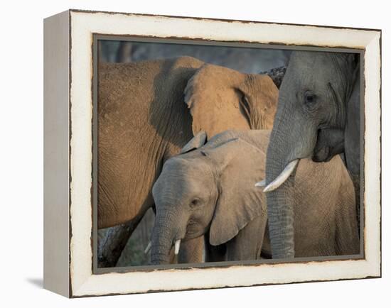 Africa, Zambia. Elephant Adults and Young-Jaynes Gallery-Framed Premier Image Canvas