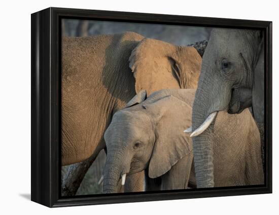 Africa, Zambia. Elephant Adults and Young-Jaynes Gallery-Framed Premier Image Canvas