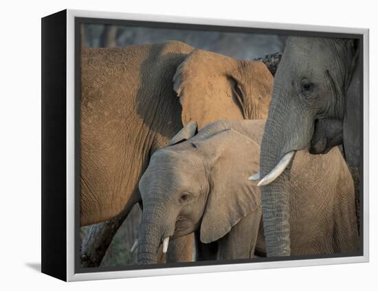Africa, Zambia. Elephant Adults and Young-Jaynes Gallery-Framed Premier Image Canvas