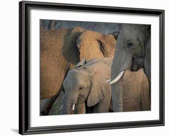 Africa, Zambia. Elephant Adults and Young-Jaynes Gallery-Framed Photographic Print