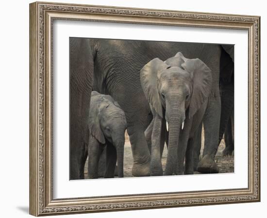 Africa, Zambia. Elephant Adults and Young-Jaynes Gallery-Framed Photographic Print