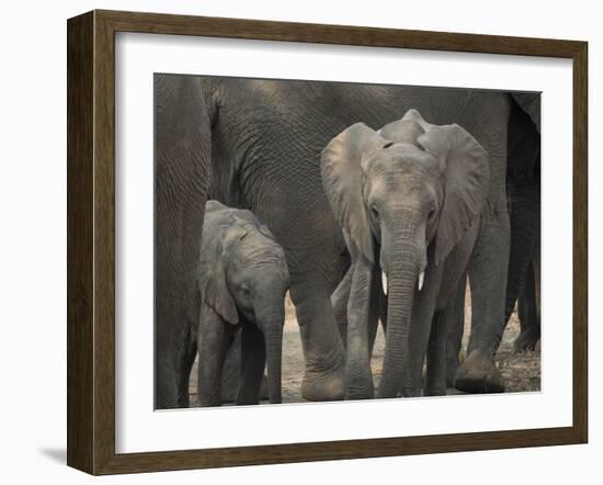 Africa, Zambia. Elephant Adults and Young-Jaynes Gallery-Framed Photographic Print