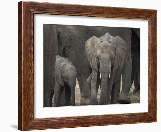 Africa, Zambia. Elephant Adults and Young-Jaynes Gallery-Framed Photographic Print