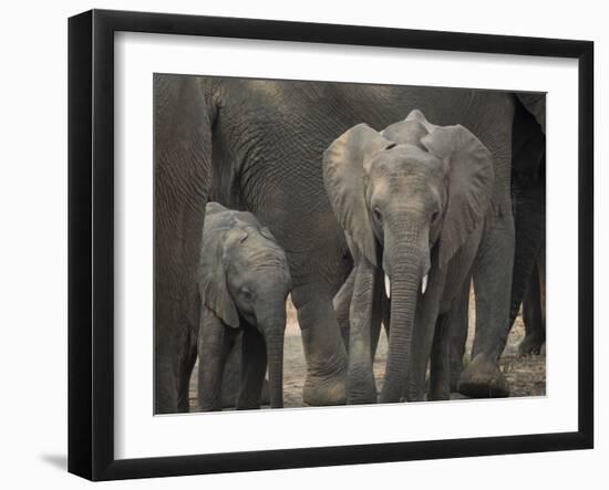 Africa, Zambia. Elephant Adults and Young-Jaynes Gallery-Framed Photographic Print