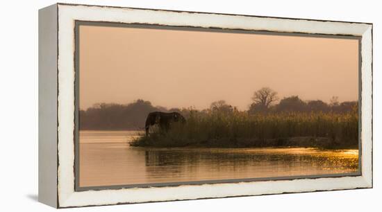 Africa, Zambia. Elephant Next to Zambezi River-Jaynes Gallery-Framed Premier Image Canvas