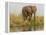 Africa, Zambia. Elephant Next to Zambezi River-Jaynes Gallery-Framed Premier Image Canvas