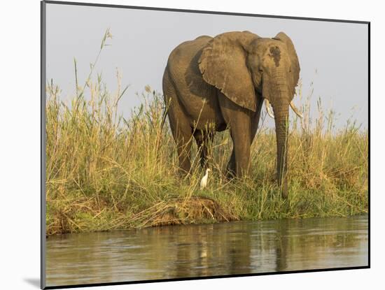 Africa, Zambia. Elephant Next to Zambezi River-Jaynes Gallery-Mounted Photographic Print