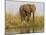 Africa, Zambia. Elephant Next to Zambezi River-Jaynes Gallery-Mounted Photographic Print