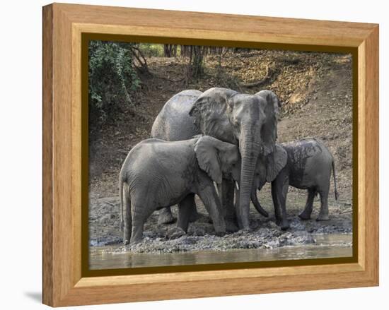 Africa, Zambia. Elephants on Zambezi River Bank-Jaynes Gallery-Framed Premier Image Canvas