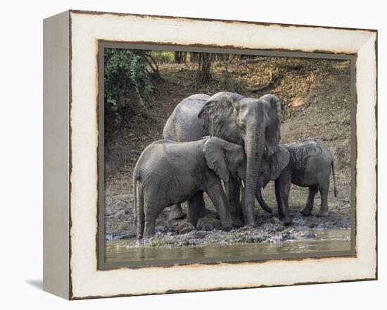 Africa, Zambia. Elephants on Zambezi River Bank-Jaynes Gallery-Framed Premier Image Canvas