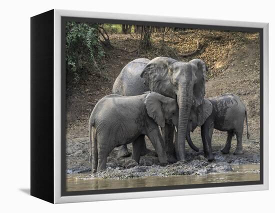 Africa, Zambia. Elephants on Zambezi River Bank-Jaynes Gallery-Framed Premier Image Canvas