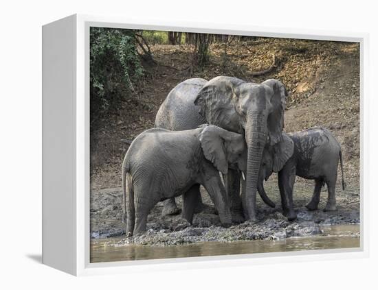 Africa, Zambia. Elephants on Zambezi River Bank-Jaynes Gallery-Framed Premier Image Canvas