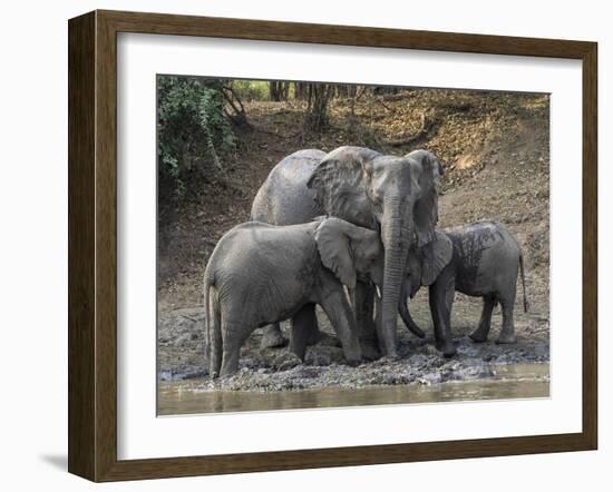 Africa, Zambia. Elephants on Zambezi River Bank-Jaynes Gallery-Framed Photographic Print