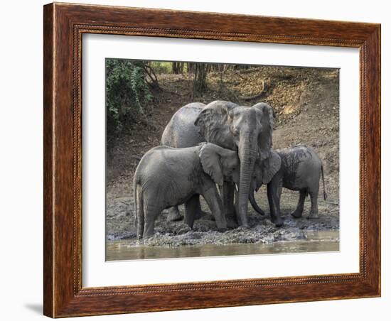 Africa, Zambia. Elephants on Zambezi River Bank-Jaynes Gallery-Framed Photographic Print