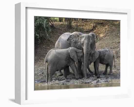 Africa, Zambia. Elephants on Zambezi River Bank-Jaynes Gallery-Framed Photographic Print