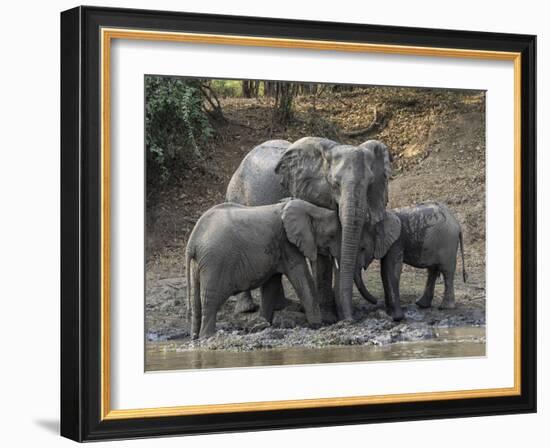 Africa, Zambia. Elephants on Zambezi River Bank-Jaynes Gallery-Framed Photographic Print