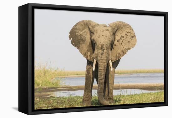 Africa, Zambia. Front View of Elephant-Jaynes Gallery-Framed Premier Image Canvas