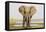 Africa, Zambia. Front View of Elephant-Jaynes Gallery-Framed Premier Image Canvas