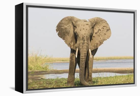 Africa, Zambia. Front View of Elephant-Jaynes Gallery-Framed Premier Image Canvas