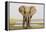 Africa, Zambia. Front View of Elephant-Jaynes Gallery-Framed Premier Image Canvas