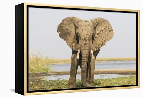 Africa, Zambia. Front View of Elephant-Jaynes Gallery-Framed Premier Image Canvas