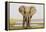 Africa, Zambia. Front View of Elephant-Jaynes Gallery-Framed Premier Image Canvas