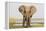 Africa, Zambia. Front View of Elephant-Jaynes Gallery-Framed Premier Image Canvas