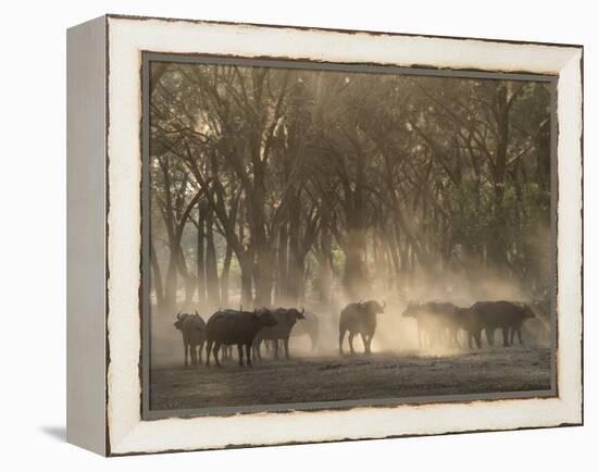 Africa, Zambia. Herd of Cape Buffaloes-Jaynes Gallery-Framed Premier Image Canvas