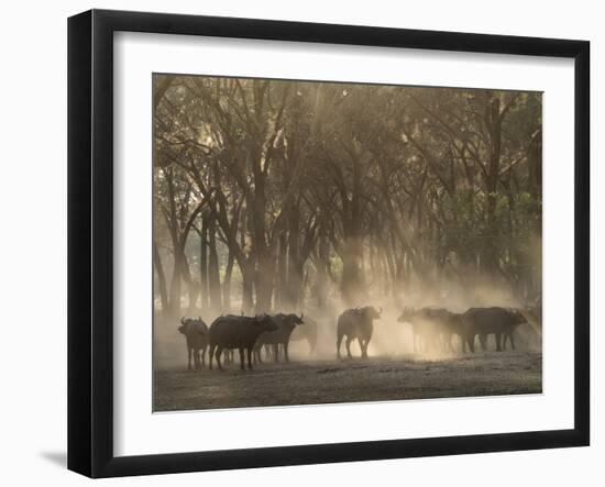 Africa, Zambia. Herd of Cape Buffaloes-Jaynes Gallery-Framed Photographic Print